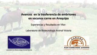 Laboratorio de Biotecnología Animal Victoria
Avances en la trasferencia de embriones
en vacunos carne en Arequipa
Experiencias y Resultados en Vítor:
Laboratorio de Biotecnología Animal Victoria
 
