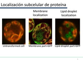 Localización subcelular de proteína
                         Membrane             Lipid droplet
                         localization          localization




 Untransformed cell   Membrane part+GFP Lipid droplet part+GFP



                                                              8
 