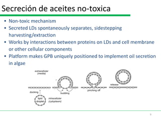 Secreción de aceites no-toxica
 Non-toxic mechanism
 Secreted LDs spontaneously separates, sidestepping
  harvesting/extraction
 Works by interactions between proteins on LDs and cell membrane
  or other cellular components
 Platform makes GPB uniquely positioned to implement oil secretion
  in algae




                                                                9
 