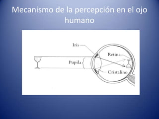 Mecanismo de la percepción en el ojo
            humano
 