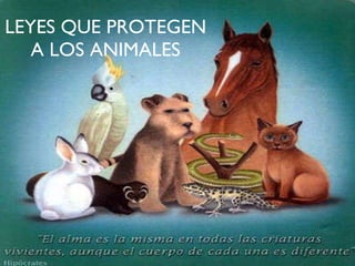 LEYES QUE PROTEGEN A LOS ANIMALES 