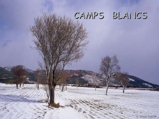 CAMPS BLANCS
