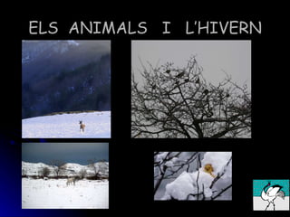 ELS ANIMALS I L’HIVERN