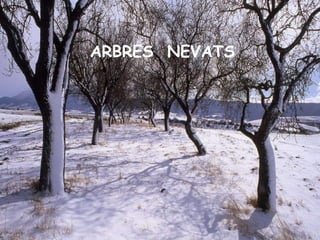 ARBRES NEVATS