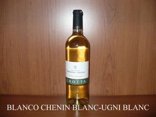 BLANCO CHENIN BLANC-UGNI BLANC 
