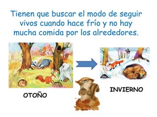 Tienen que buscar el modo de seguir
vivos cuando hace frío y no hay
mucha comida por los alrededores.
OTOÑO
INVIERNO