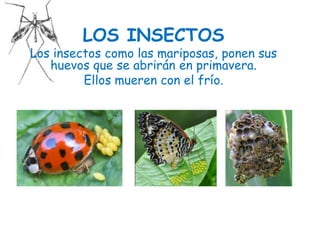 LOS INSECTOS
Los insectos como las mariposas, ponen sus
huevos que se abrirán en primavera.
Ellos mueren con el frío.