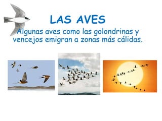 LAS AVES
Algunas aves como las golondrinas y
vencejos emigran a zonas más cálidas.