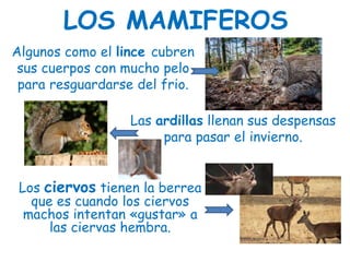LOS MAMIFEROS
Algunos como el lince cubren
sus cuerpos con mucho pelo
para resguardarse del frio.
Las ardillas llenan sus despensas
para pasar el invierno.
Los ciervos tienen la berrea
que es cuando los ciervos
machos intentan «gustar» a
las ciervas hembra.