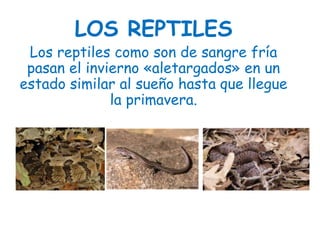 LOS REPTILES
Los reptiles como son de sangre fría
pasan el invierno «aletargados» en un
estado similar al sueño hasta que llegue
la primavera.