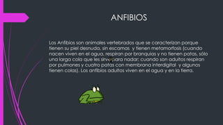 ANFIBIOS
Los Anfibios son animales vertebrados que se caracterizan porque
tienen su piel desnuda, sin escamas y tienen metamorfosis (cuando
nacen viven en el agua, respiran por branquias y no tienen patas, sólo
una larga cola que les sirve para nadar; cuando son adultos respiran
por pulmones y cuatro patas con membrana interdigital y algunos
tienen colas). Los anfibios adultos viven en el agua y en la tierra.
 