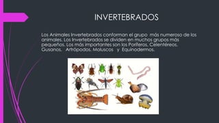 INVERTEBRADOS
Los Animales Invertebrados conforman el grupo más numeroso de los
animales. Los Invertebrados se dividen en muchos grupos más
pequeños. Los más importantes son los Poríferos, Celentéreos,
Gusanos, Artrópodos, Moluscos y Equinodermos.
 