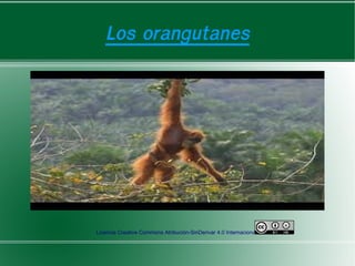Los orangutanes
Licencia Creative Commons Atribución-SinDerivar 4.0 Internacional.
 