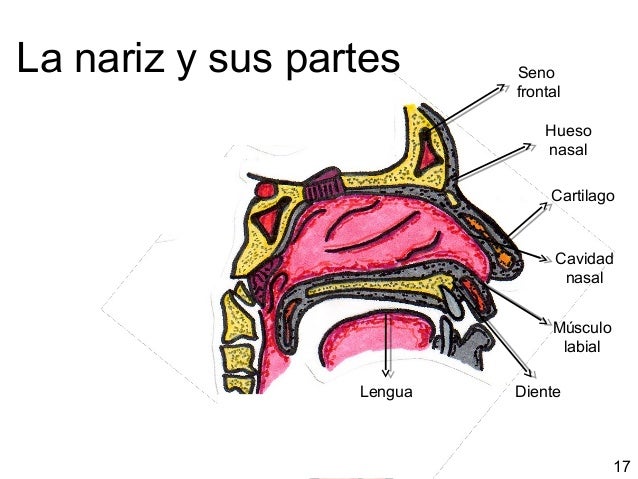 El proceso de la desaparición de las manchas de pigmento