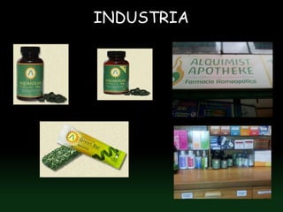 INDUSTRIA
 