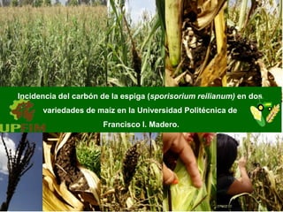 Incidencia del carbón de la espiga (sporisorium reilianum) en dos
variedades de maíz en la Universidad Politécnica de
Francisco I. Madero.
 