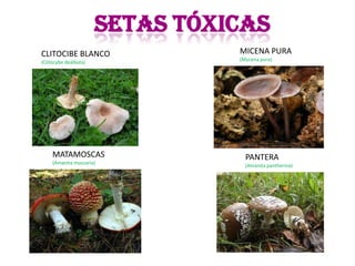 SETAS TÓXICAS
CLITOCIBE BLANCO                 MICENA PURA
                                 (Mycena pura)
(Clitocybe dealbata)




     MATAMOSCAS                    PANTERA
     (Amanita muscaria)
                                   (Amanita pantherina)
 