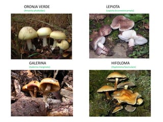 ORONJA VERDE               LEPIOTA
(Amanita phalloides)       (Lepiota brunneoincarnata)




    GALERINA                   HIFOLOMA
    (Galerina marginata)       (Hypholoma fasciculare)
 