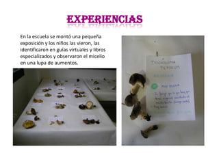 EXPERIENCIAS
En la escuela se montó una pequeña
exposición y los niños las vieron, las
identificaron en guías virtuales y libros
especializados y observaron el micelio
en una lupa de aumentos.
 