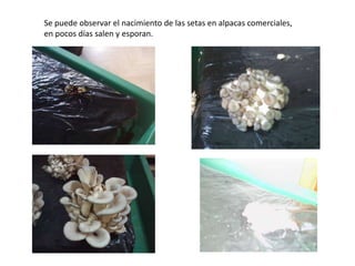 Se puede observar el nacimiento de las setas en alpacas comerciales,
en pocos días salen y esporan.
 