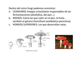 Dentro del reino fungi podemos encontrar:
a. LEVADURAS: hongos unicelulares responsables de las
   fermentaciones (alcohólica, del pan…).
b. MOHOS: Como los que salen en el pan, la fruta…
   también el género Penicillium (antibiótico penicilina).
c. HONGOS SUPERIORES: Los que desarrollan setas.
 