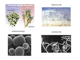 MOHO DEL PAN




LEVADURA CERVEZA   LEVADURA PAN
 