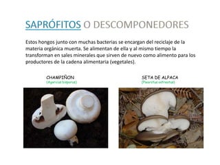 Estos hongos junto con muchas bacterias se encargan del reciclaje de la
materia orgánica muerta. Se alimentan de ella y al mismo tiempo la
transforman en sales minerales que sirven de nuevo como alimento para los
productores de la cadena alimentaria (vegetales).

        CHAMPIÑON                                SETA DE ALPACA
        (Agaricus bisporus)                      (Pleorotus ostreatus)
 