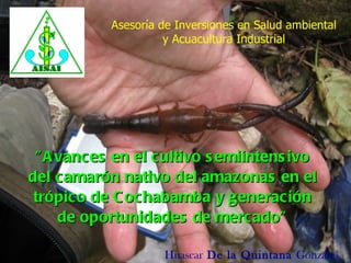 &quot;Avances en el cultivo semiintensivo del camarón nativo del amazonas en el trópico de Cochabamba y generación de oportunidades de mercado&quot; Huascar  De la Quintana  Gonzales Asesoría de Inversiones en Salud ambiental y Acuacultura Industrial 