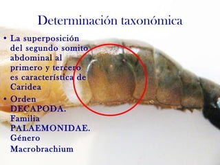 La superposición del segundo somito abdominal al primero y tercero es característica de Caridea Orden DECAPODA. Familia PALAEMONIDAE. Género Macrobrachium   Determinación taxonómica 