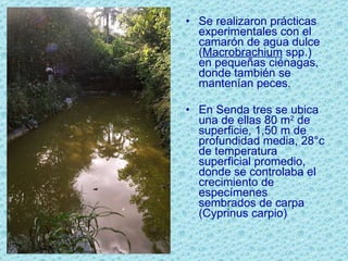 Se realizaron prácticas experimentales con el camarón de agua dulce ( Macrobrachium  spp.) en pequeñas ciénagas, donde también se mantenían peces.  En Senda tres se ubica una de ellas 80 m 2  de superficie, 1,50 m de profundidad media, 28°c de temperatura superficial promedio, donde se controlaba el crecimiento de especímenes sembrados de carpa (Cyprinus carpio) 
