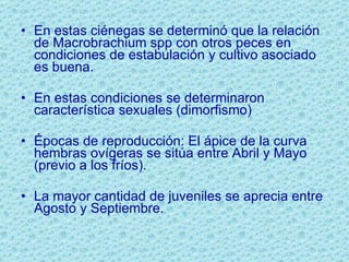 En estas ciénegas se determinó que la relación de Macrobrachium spp con otros peces en condiciones de estabulación y cultivo asociado es buena. En estas condiciones se determinaron característica sexuales (dimorfismo) Épocas de reproducción: El ápice de la curva  hembras ovígeras se sitúa entre Abril y Mayo (previo a los fríos).  La mayor cantidad de juveniles se aprecia entre Agosto y Septiembre.  