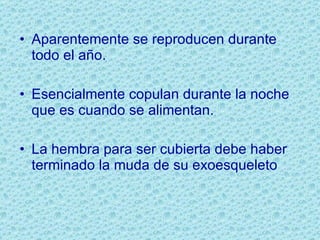 Aparentemente se reproducen durante todo el año. Esencialmente copulan durante la noche que es cuando se alimentan. La hembra para ser cubierta debe haber terminado la muda de su exoesqueleto 