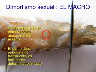 Protuberancia en el primer somito abdominal del  macho . El punto duro, aunque algo translúcido, es fácilmente determinado al tacto Dimorfismo sexual : EL MACHO 