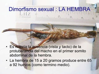 Dimorfismo sexual : LA HEMBRA Es notoria la ausencia (vista y tacto) de la protuberancia del macho en el primer somito abdominal de la hembra. La hembra de 15 a 20 gramos produce entre 65 a 92 huevos (como termino medio). 