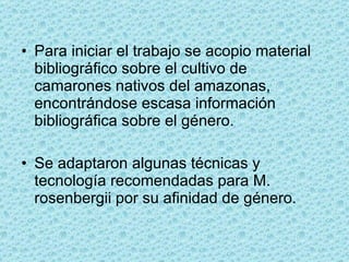 Para iniciar el trabajo se acopio material bibliográfico sobre el cultivo de camarones nativos del amazonas, encontrándose escasa información bibliográfica sobre el género. Se adaptaron algunas técnicas y tecnología recomendadas para M. rosenbergii por su afinidad de género. 