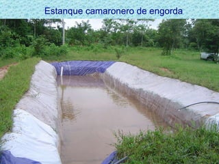 Estanque camaronero de engorda Área de trabajo 