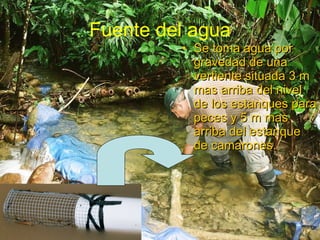 Fuente del agua Se toma agua por gravedad de una vertiente situada 3 m mas arriba del nivel de los estanques para peces y 5 m mas arriba del estanque de camarones.  
