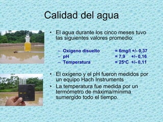 Calidad del agua El agua durante los cinco meses tuvo las siguientes valores promedio: Oxígeno disuelto  = 6mg/l +/- 0,37 pH  = 7,9 +/- 0,16 Temperatura = 25 o C +/- 0,11 El oxígeno y el pH fueron medidos por un equipo Hach Instruments La temperatura fue medida por un termómetro de máxima/mínima sumergido todo el tiempo. 