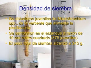 Se obtuvieron juveniles de Macrobrachium spp., de la vertiente que alimenta la piscifactoría Se sembraron en el estanque a razón de 10 por metro cuadrado (375 juveniles) El peso total de siembra alcanzó a 345 g. Densidad de siembra 