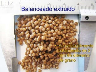 Balanceado extruido Se utilizó alimento balanceado de 2 mm de diámetro de grano 