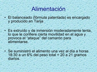 Alimentación El balanceado (fórmula patentada) es encargado y producido en Tarija Es extruído y de inmersión moderadamente lenta, lo que le confiere cierta movilidad en el agua y provoca el “ataque” del camarón para alimentarse. Se suministró el alimento una vez al día a horas 18:30 a un 6% del peso total = 20 a 21 gramos diarios. 