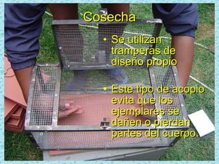 Cosecha Se utilizan tramperas de diseño propio Este tipo de acopio evita que los ejemplares se dañen o pierdan partes del cuerpo. 