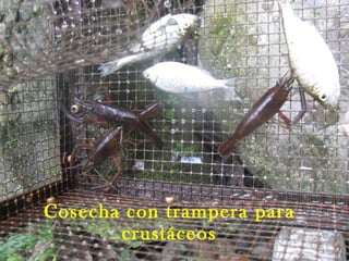 Cosecha con trampera para crustáceos 