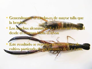 Generalmente el macho es de mayor talla que la hembra,  Los machos alcanzan de 8 a 15 cm de longitud desde el rostrum hasta el téson Este resultado se reporta en cinco meses de cultivo partiendo de los juveniles de 2 y 4 cm. 