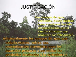 JUSTIFICACIÓN Adicionalmente los cuerpos de agua que todavía existen, sufren una contaminación sistemática pues los lugareños preparan a sus orillas los pesticidas destinados a la agricultura y cultivo de coca. Los cuerpos de agua, vertientes, donde medran estos crustáceos han ido desapareciendo por el cambio climático que producen los “chaqueos”. 