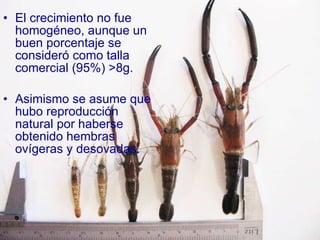 El crecimiento no fue homogéneo, aunque un buen porcentaje se consideró como talla comercial (95%) >8g. Asimismo se asume que hubo reproducción natural por haberse obtenido hembras ovígeras y desovadas. 