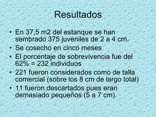 Resultados En 37,5 m2 del estanque se han sembrado 375 juveniles de 2 a 4 cm. Se cosecho en cinco meses El porcentaje de sobrevivencia fue del 62% = 232 individuos 221 fueron considerados como de talla comercial (sobre los 8 cm de largo total) 11 fueron descartados pues eran demasiado pequeños (5 a 7 cm). 