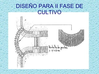 DISEÑO PARA II FASE DE CULTIVO 