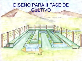 DISEÑO PARA II FASE DE CULTIVO 