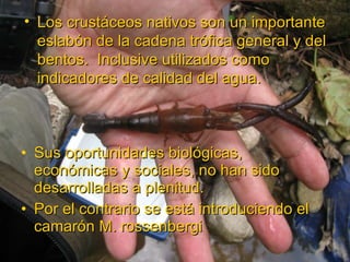Sus oportunidades biológicas, económicas y sociales, no han sido desarrolladas a plenitud. Por el contrario se está introduciendo el camarón M. rossenbergi Los crustáceos nativos son un importante eslabón de la cadena trófica general y del bentos.  Inclusive utilizados como indicadores de calidad del agua. 